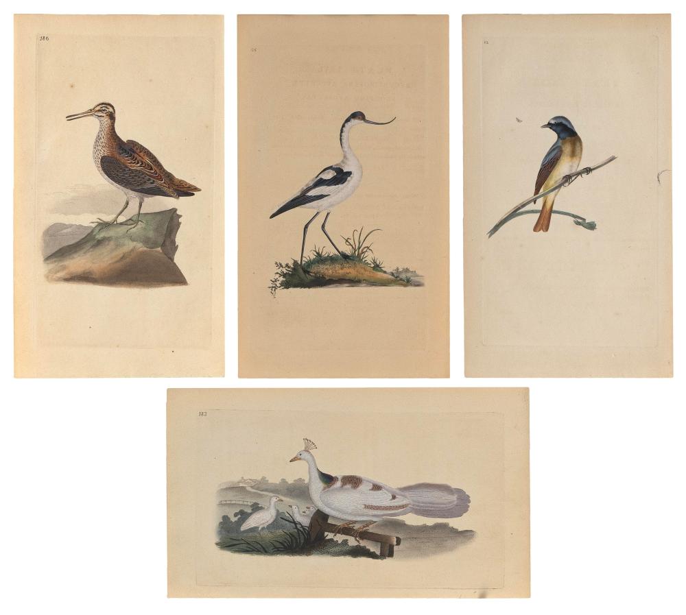 FOUR HAND-COLORED BIRD LITHOGRAPHS