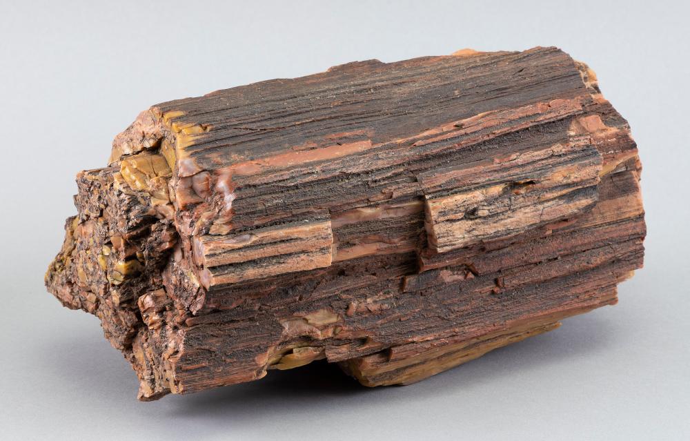 PETRIFIED WOOD FRAGMENT HEIGHT
