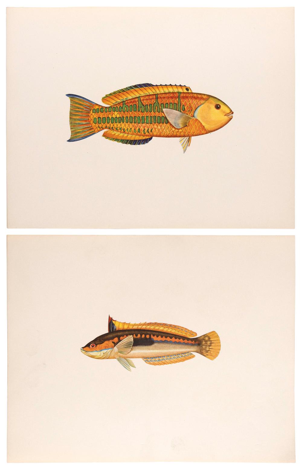TWO LITHOGRAPHS OF TROPICAL FISH