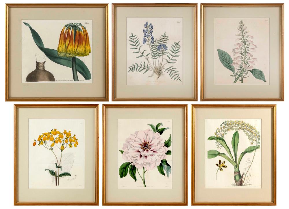 SIX HAND-COLORED BOTANICAL ENGRAVINGS