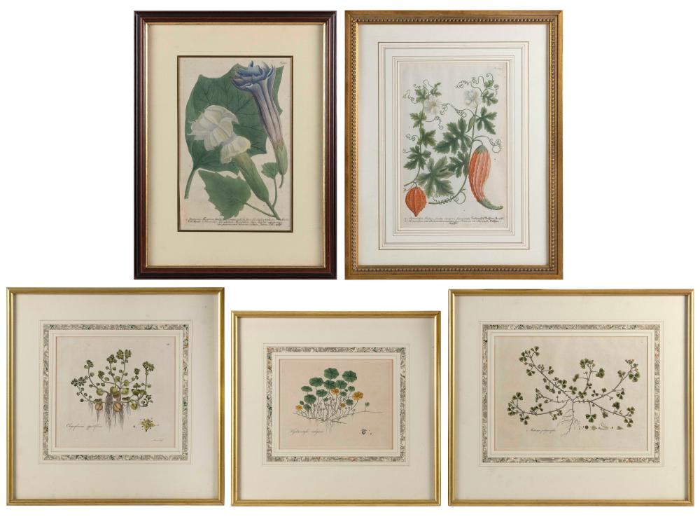 FIVE HAND COLORED BOTANICAL ENGRAVINGS 34fd6d