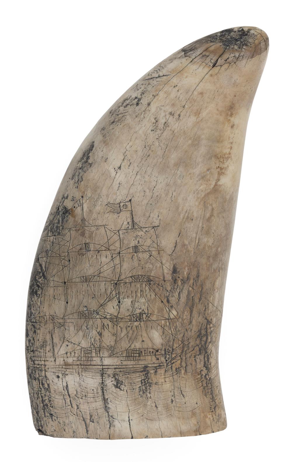 SCRIMSHAW WHALE S TOOTH WITH SHIP 350150