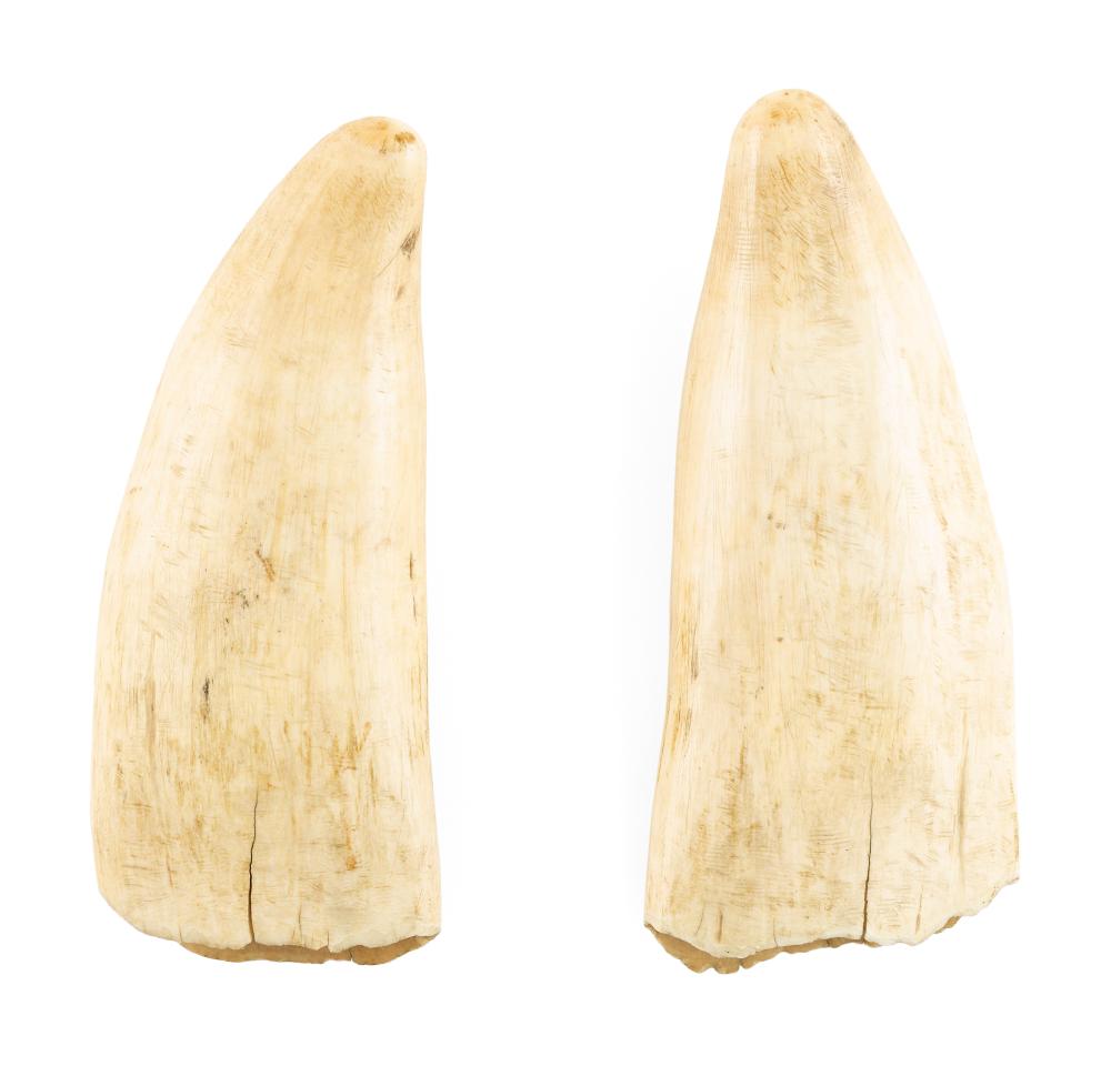 * PAIR OF UNENGRAVED WHALE'S TEETH