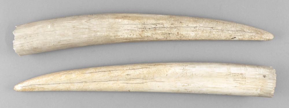  TWO WALRUS TUSKS LENGTHS APPROX  3501fe