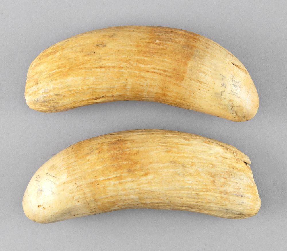 * MATCHED PAIR OF UNPOLISHED WHALE’S