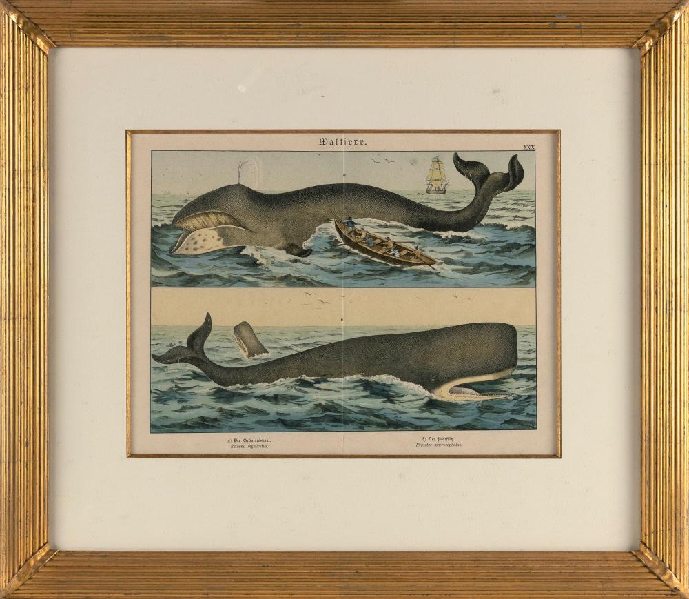 WALTIERE WHALING PRINT GERMAN, 1886