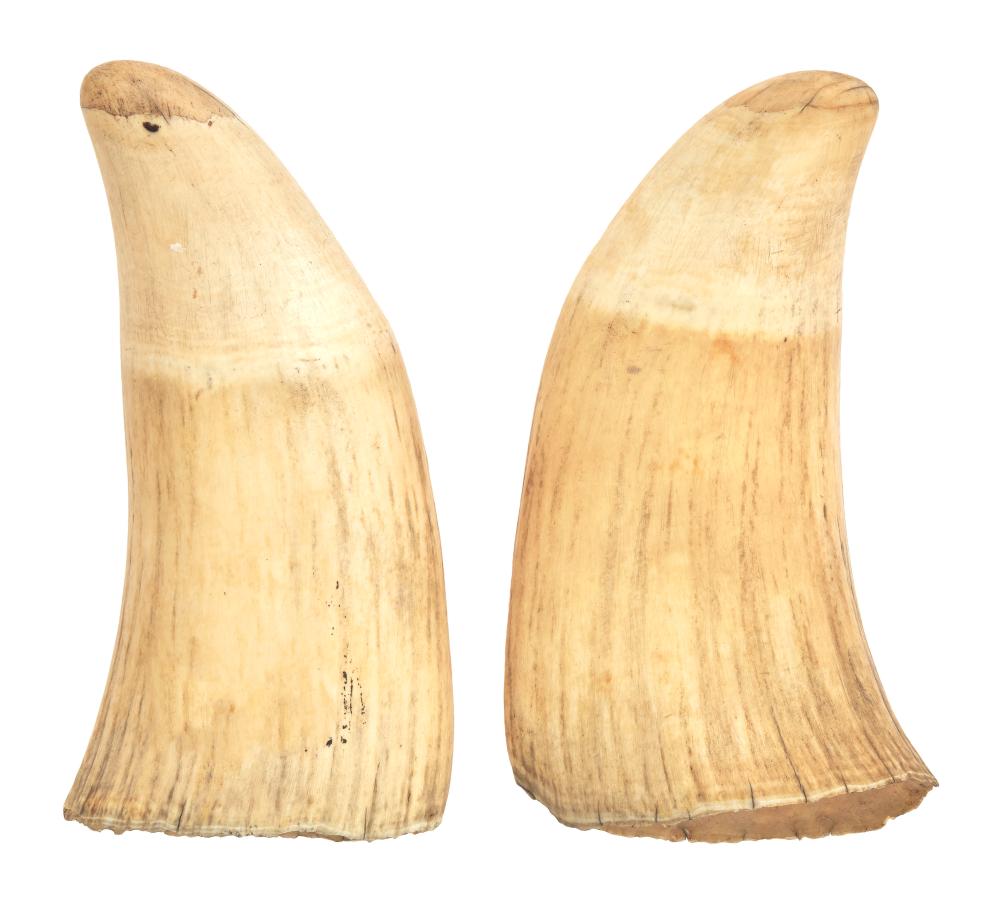  PAIR OF LARGE UNENGRAVED WHALE S 350204
