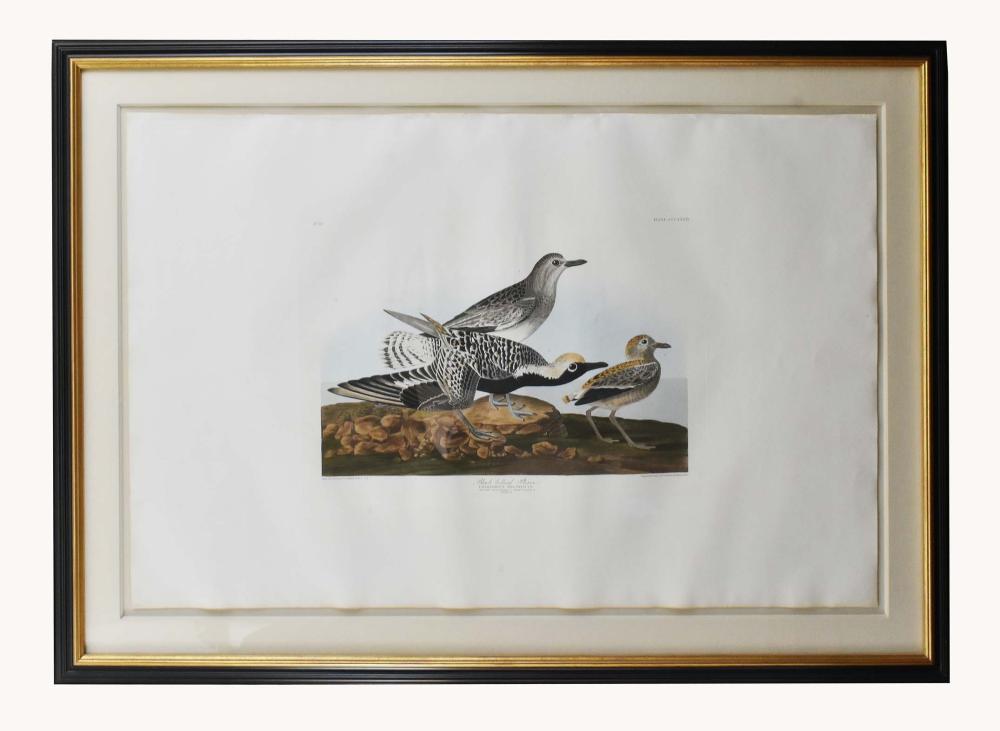 JOHN JAMES AUDUBON 1785 1851 Black Bellied 353a8a