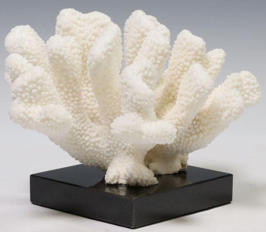 CAT S PAW CORAL CLUSTER SPECIMEN 353dde