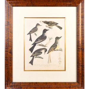 Four Hand Colored Bird Engravings American  351fba
