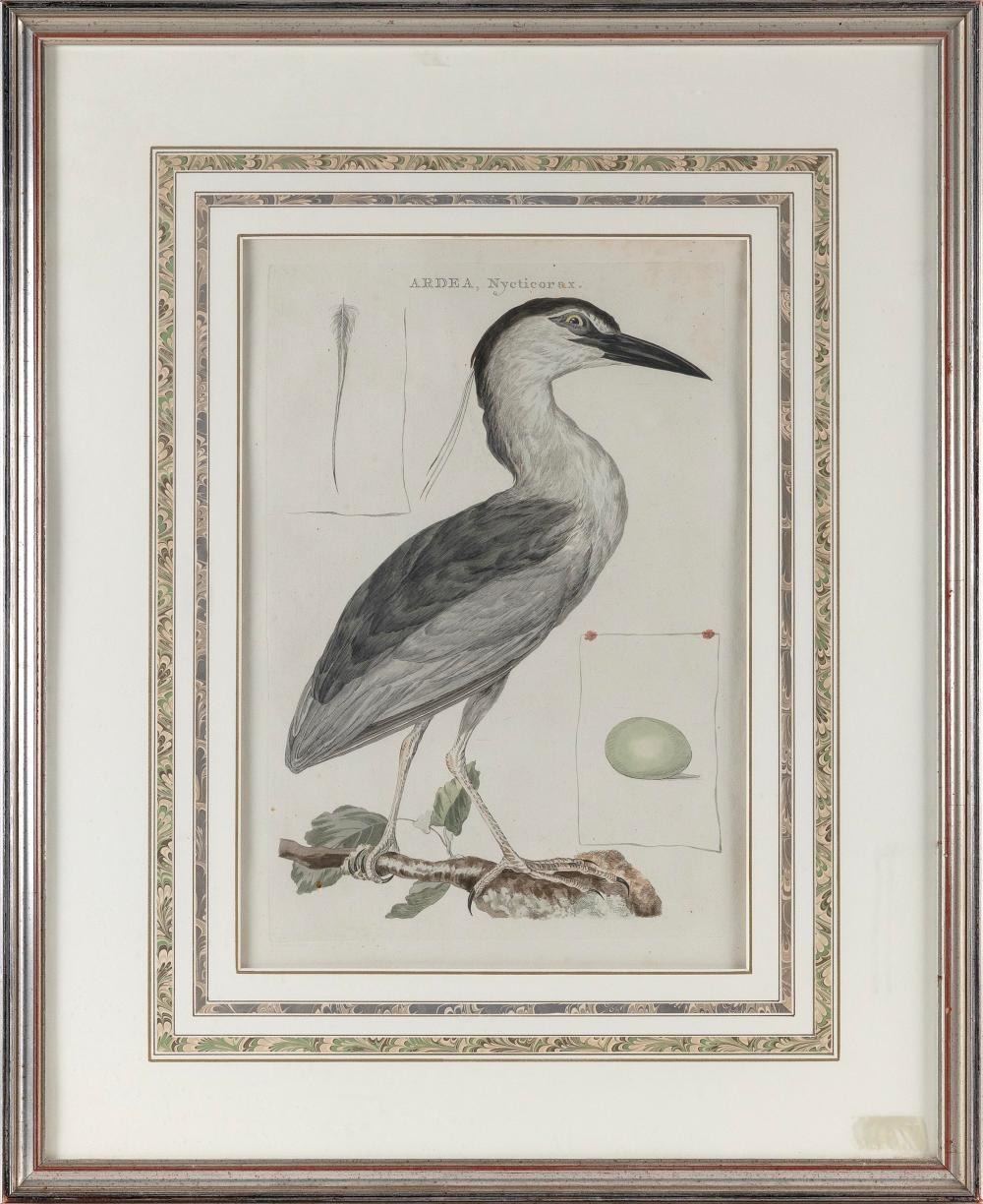 PRINT ARDEA NYCTICORAX NIGHT 3527c5