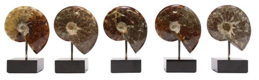 (5) POLISHED AMMONITE SPECIMENS