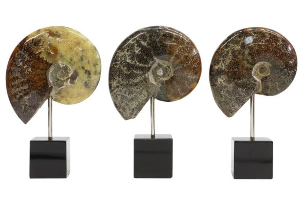 (3) POLISHED AMMONITE SPECIMENS