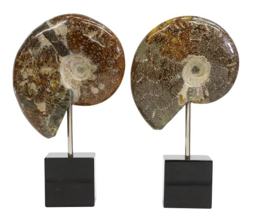  2 POLISHED AMMONITE SPECIMENS 355ea9