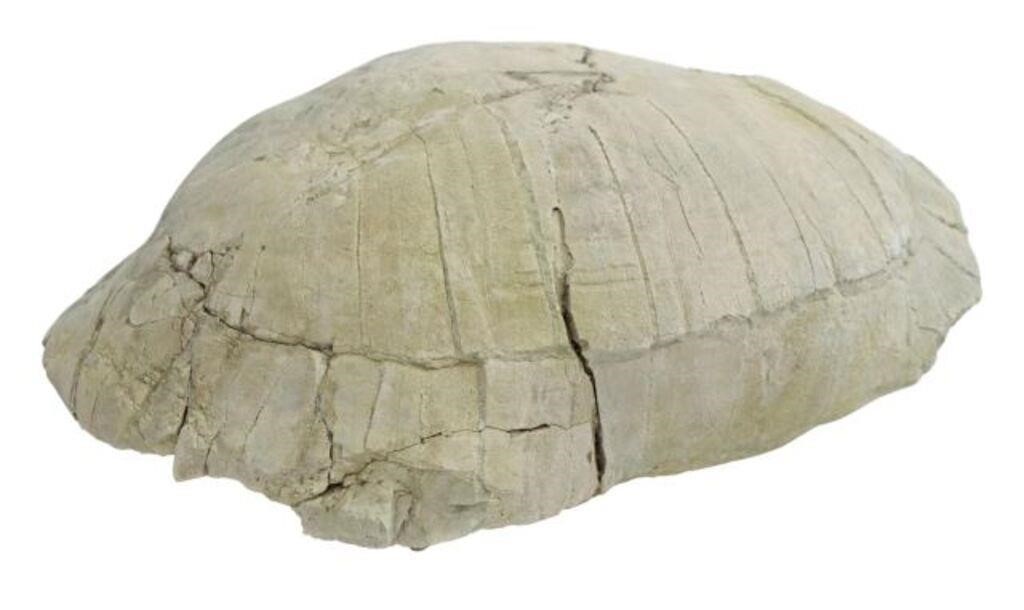 LARGE TORTOISE FOSSIL OLIGOCENE 356307