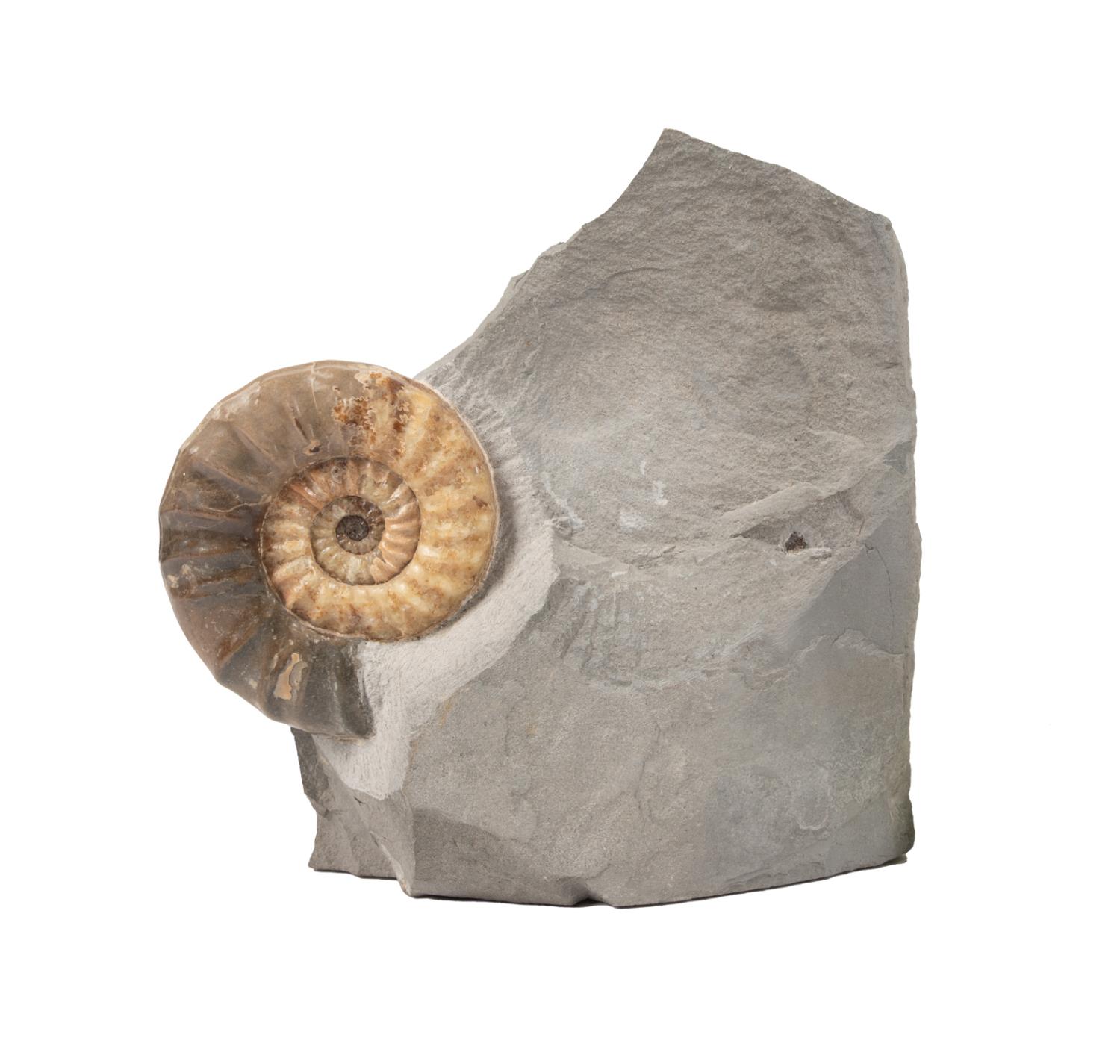 AMMONITE SPECIMEN EMBEDDED IN GRAY