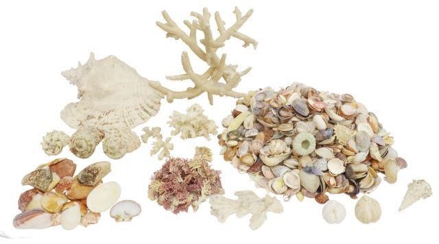  LOT LARGE COLLECTION OF SEASHELLS 3578a8