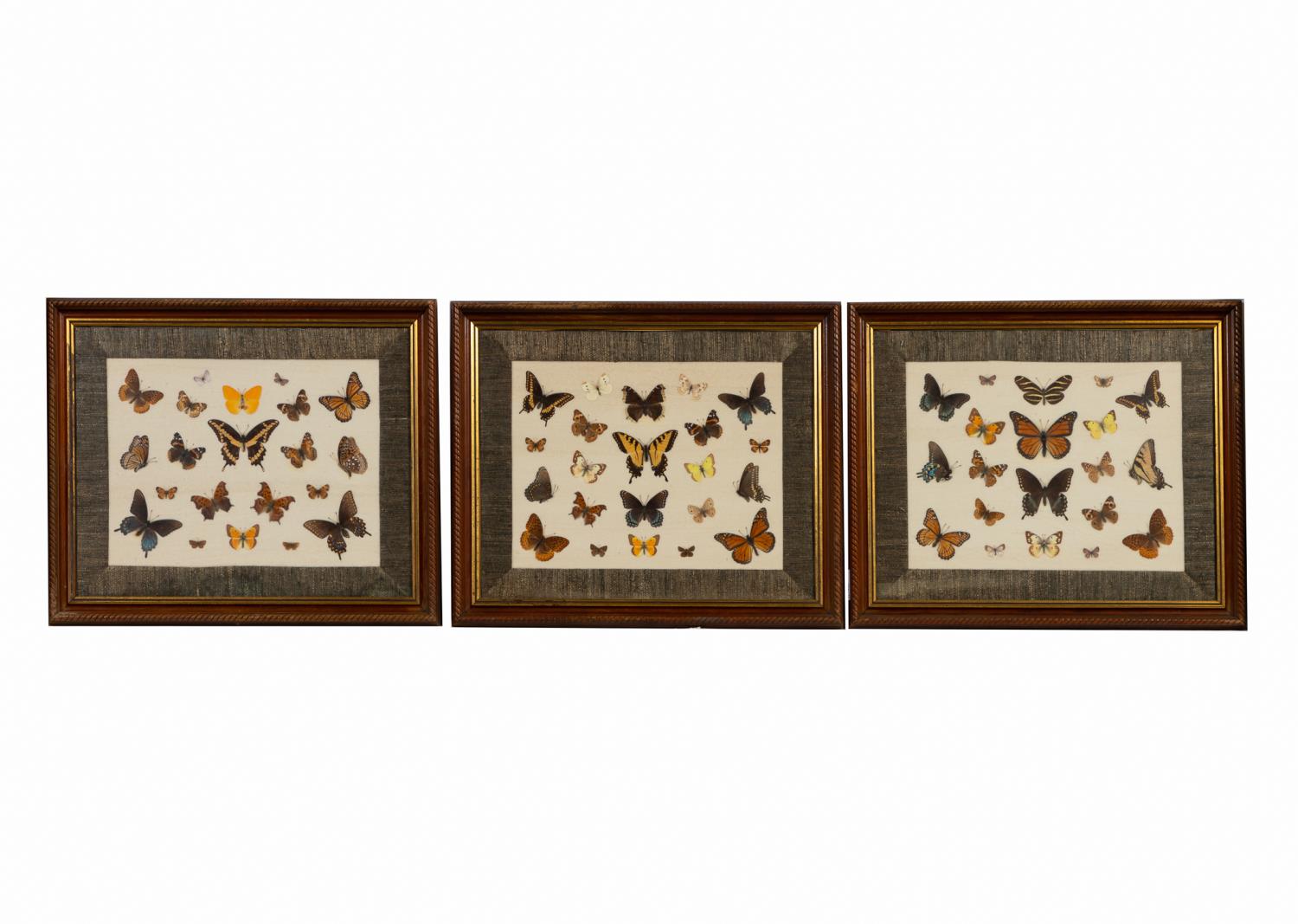 THREE FRAMED GROUPS OF BUTTERFLY