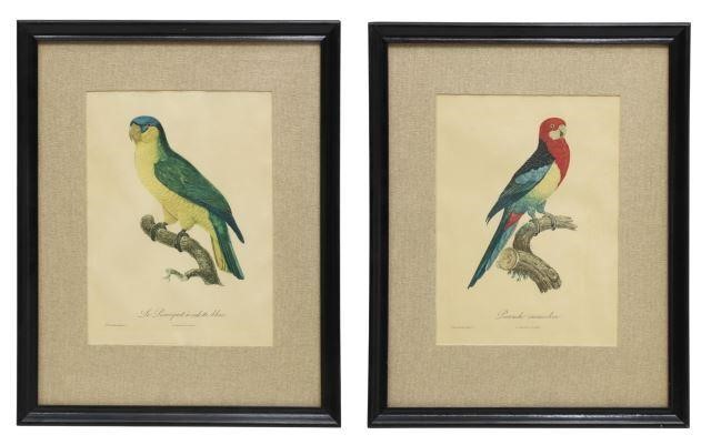  2 FRAMED PARROT PARAKEET PRINTS 35897f