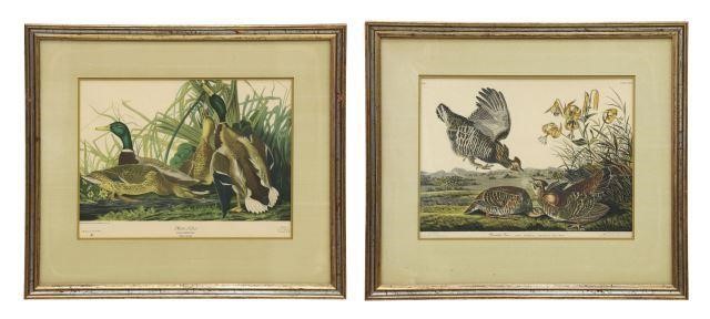  2 FRAMED ORNITHOLOGY PRINTS AFTER 358bf0