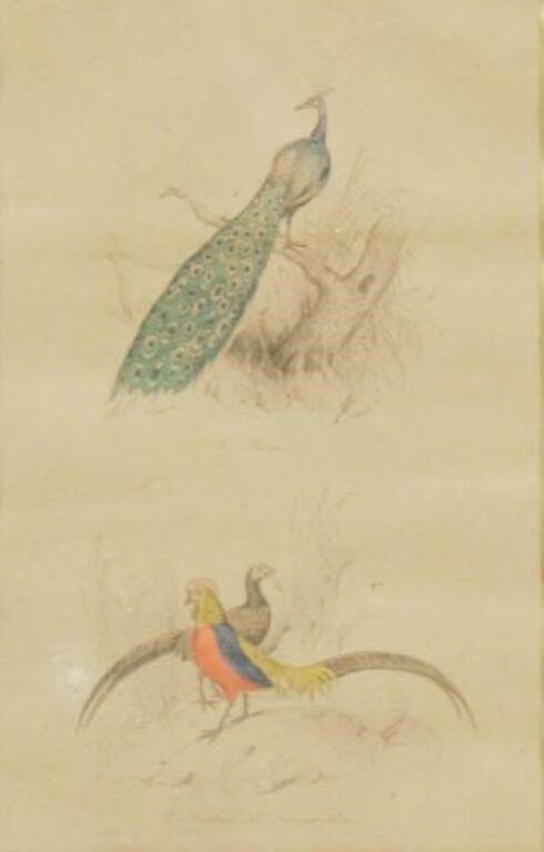 (3) FRENCH ORNITHOLOGICAL HAND-COLORED