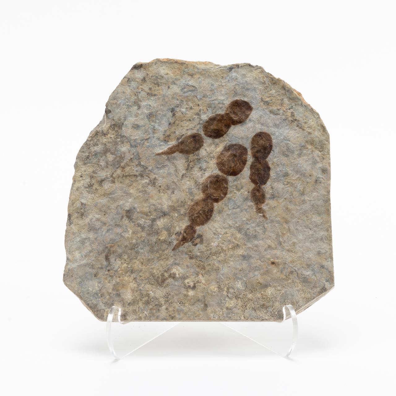 DINOSAUR TRACK FOSSIL ON STAND, JURASSIC