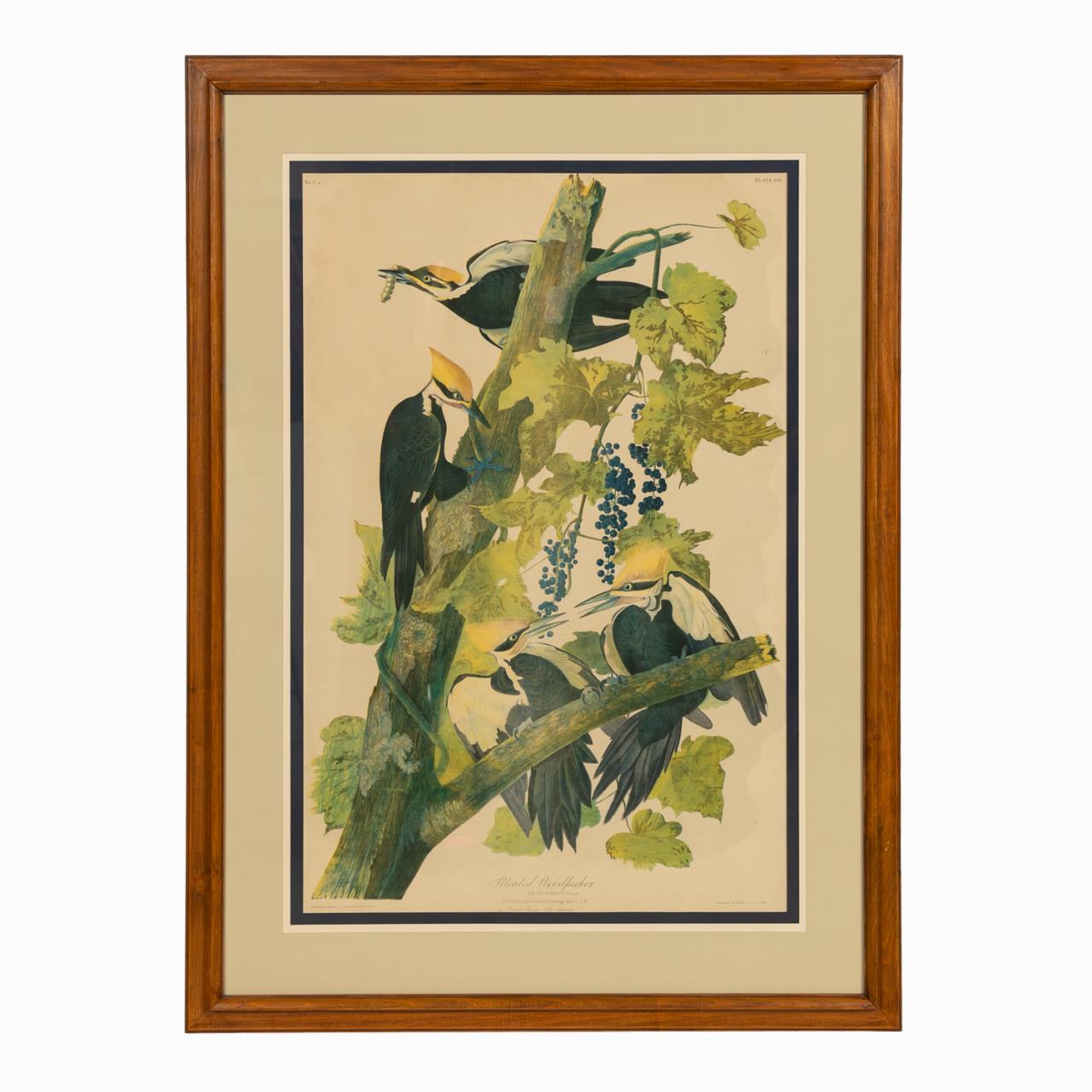 JOHN JAMES AUDUBON PILEATED WOODPECKER  35aeaa