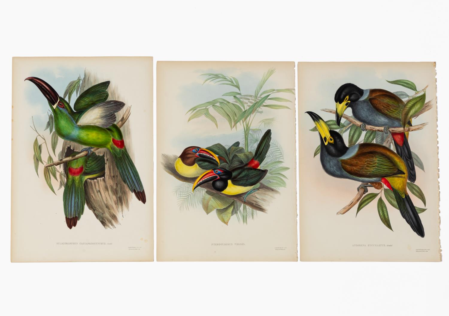 SET OF THREE JOHN GOULD TOUCAN LITHOGRAPHS