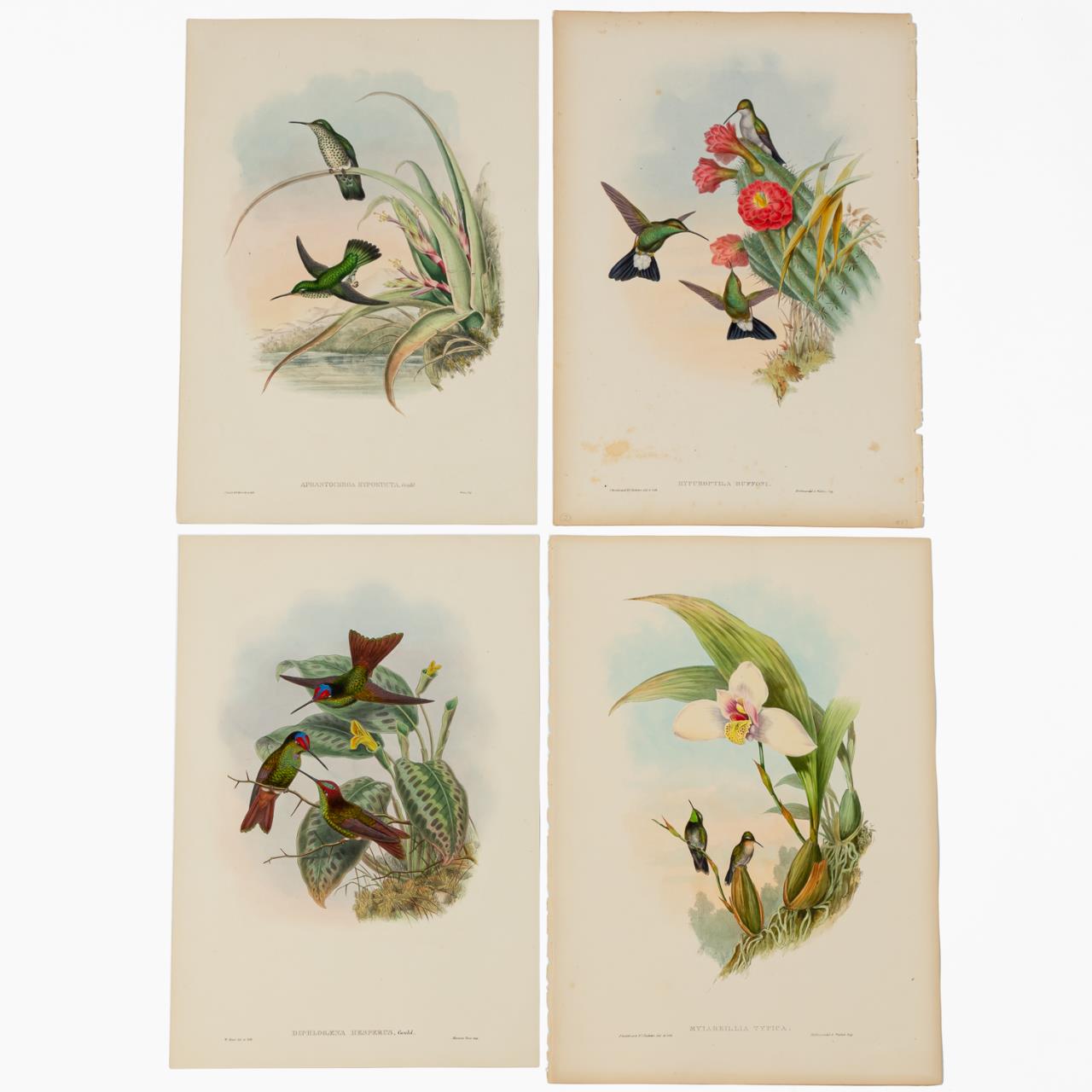 4 PCS JOHN GOULD HUMMINGBIRD LITHOGRAPHS 35aebc