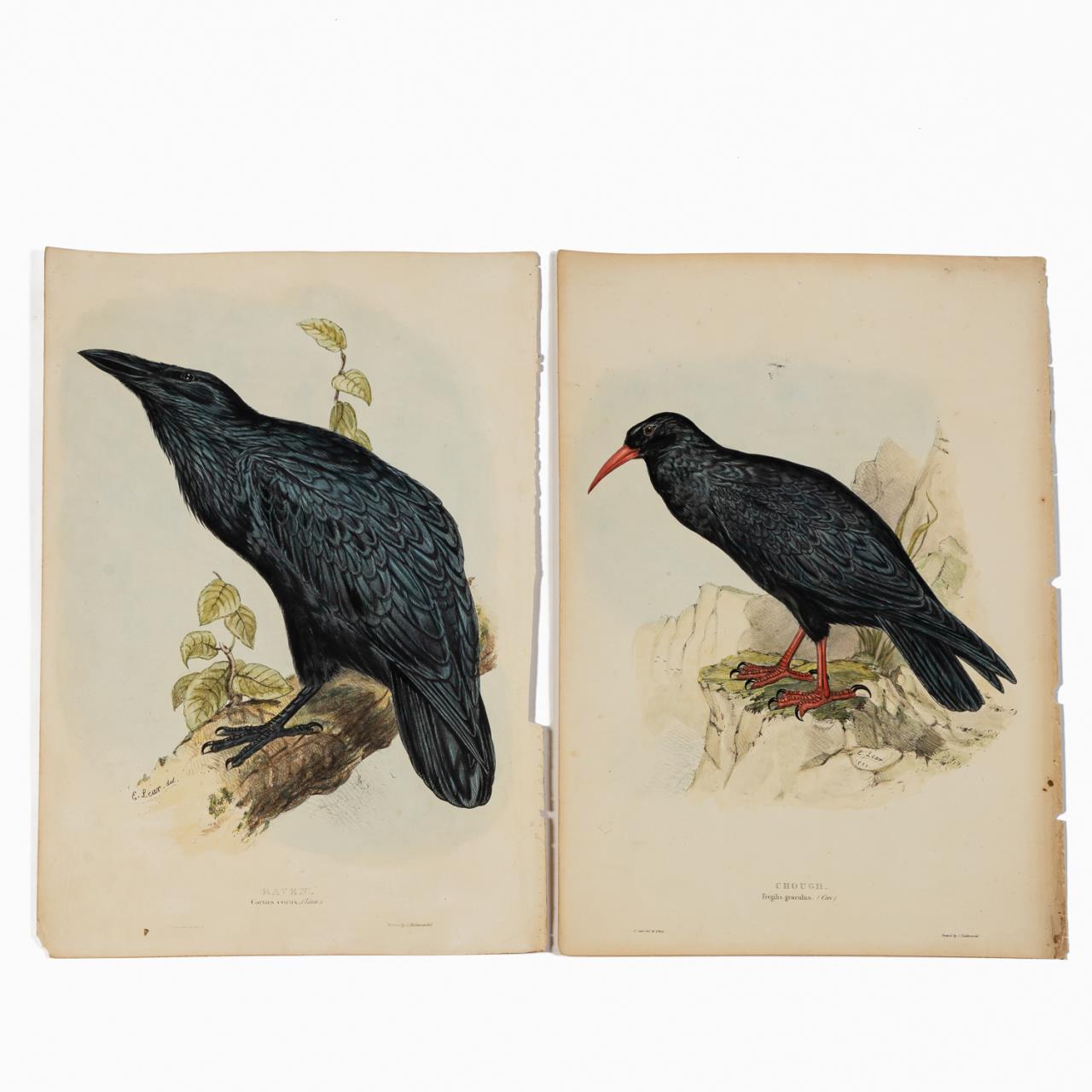 PAIR,JOHN GOULD LITHOGRAPHS, BIRDS