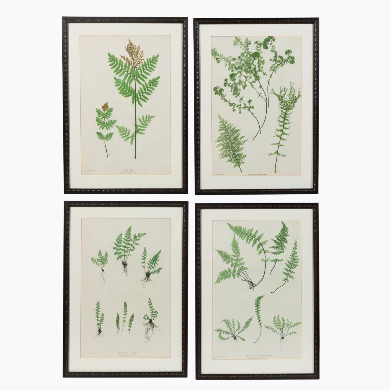 SET OF 4, 19TH C BRITISH FERN PRINTS,