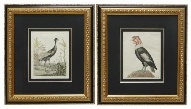 (2) BERTUCH ORNITHOLOGY HAND-COLORED