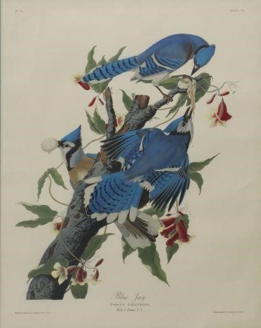 AFTER AUDUBON BLUE JAY HAND-COLORED