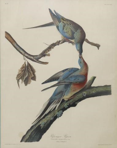AFTER AUDUBON PIGEON HAND COLORED 359293