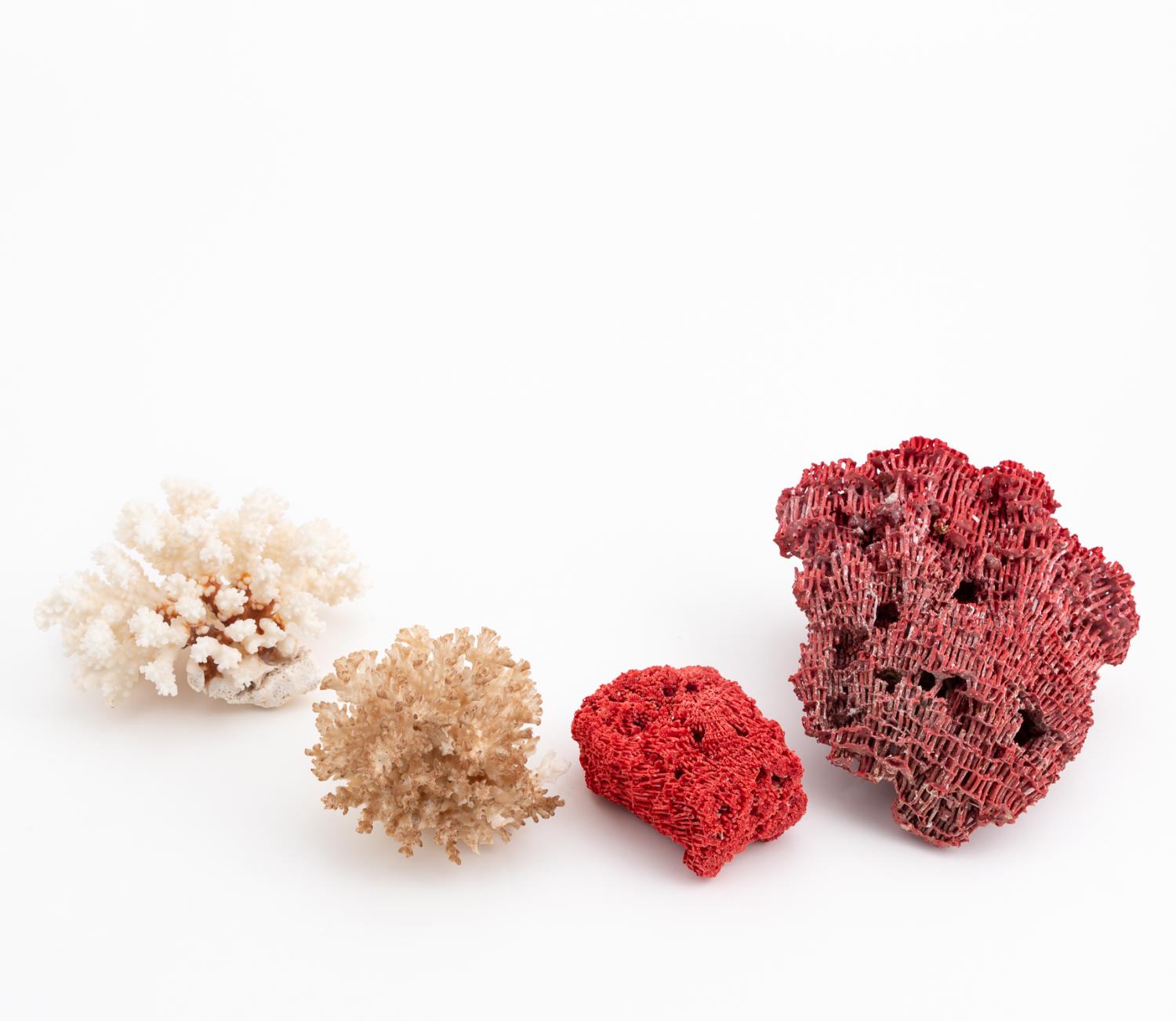 GROUP OF RED AND WHITE CORAL SPECIMENS,