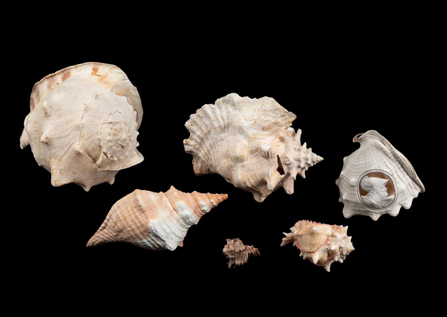 CARVED CAMEO CONCH SHELL & ASSORTED