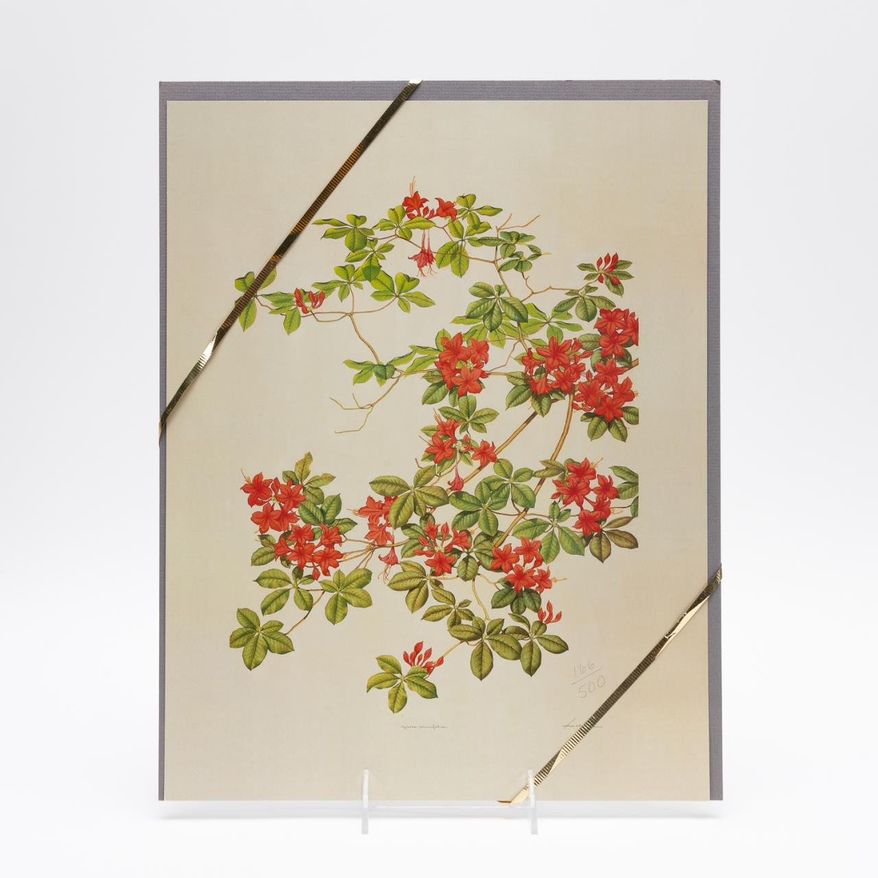 ATHOS MENABONI AZALEA PRINT, NUMBERED