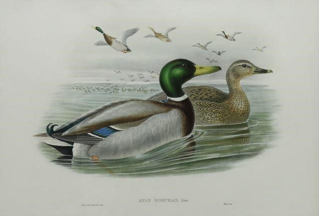 GOULD BIRDS OF GREAT BRITAIN MALLARD