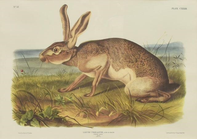 FRAMED TEXIAN HARE PRINT AFTER 35c748