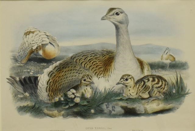 GOULD BIRDS OF GREAT BRITAIN OTIS 35d585