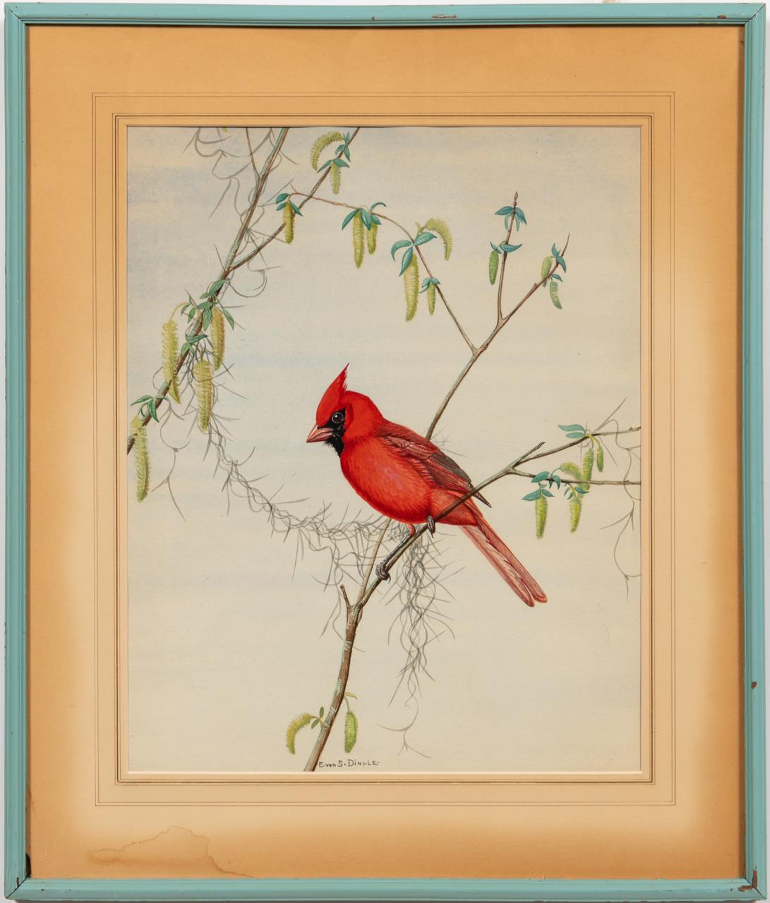 EDWARD VON SIEBOLD DINGLE, ORNITHOLOGY,