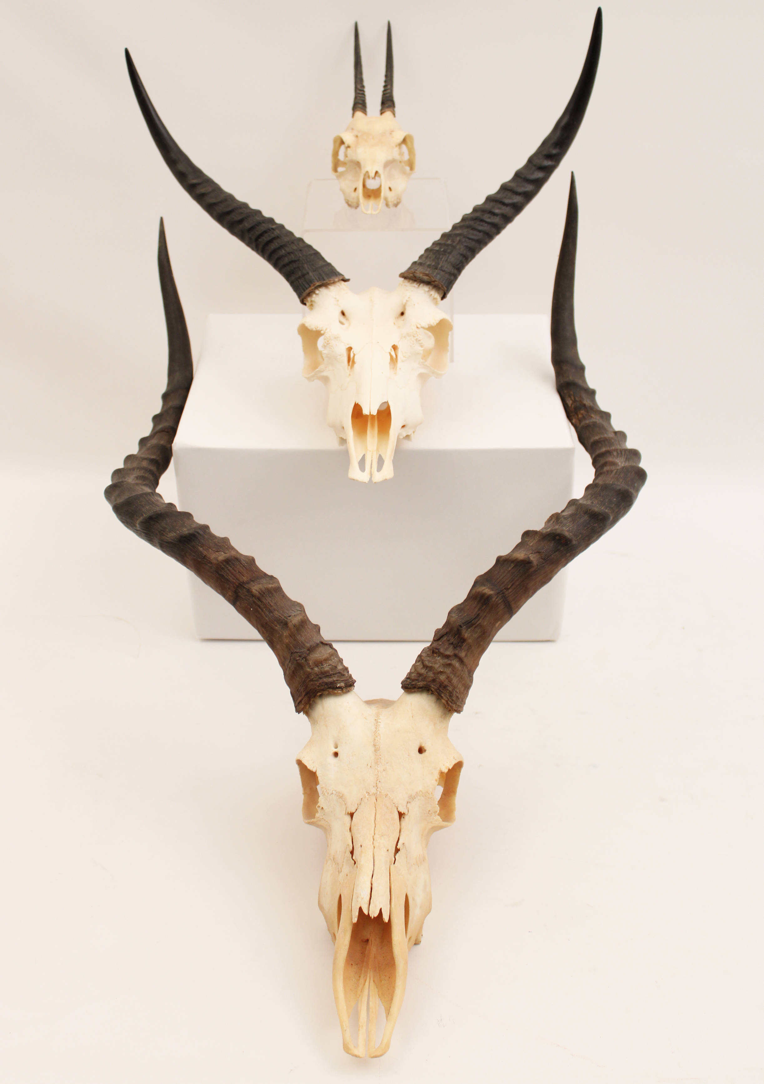 GROUP OF 3 AFRICAN GAME SKULLS