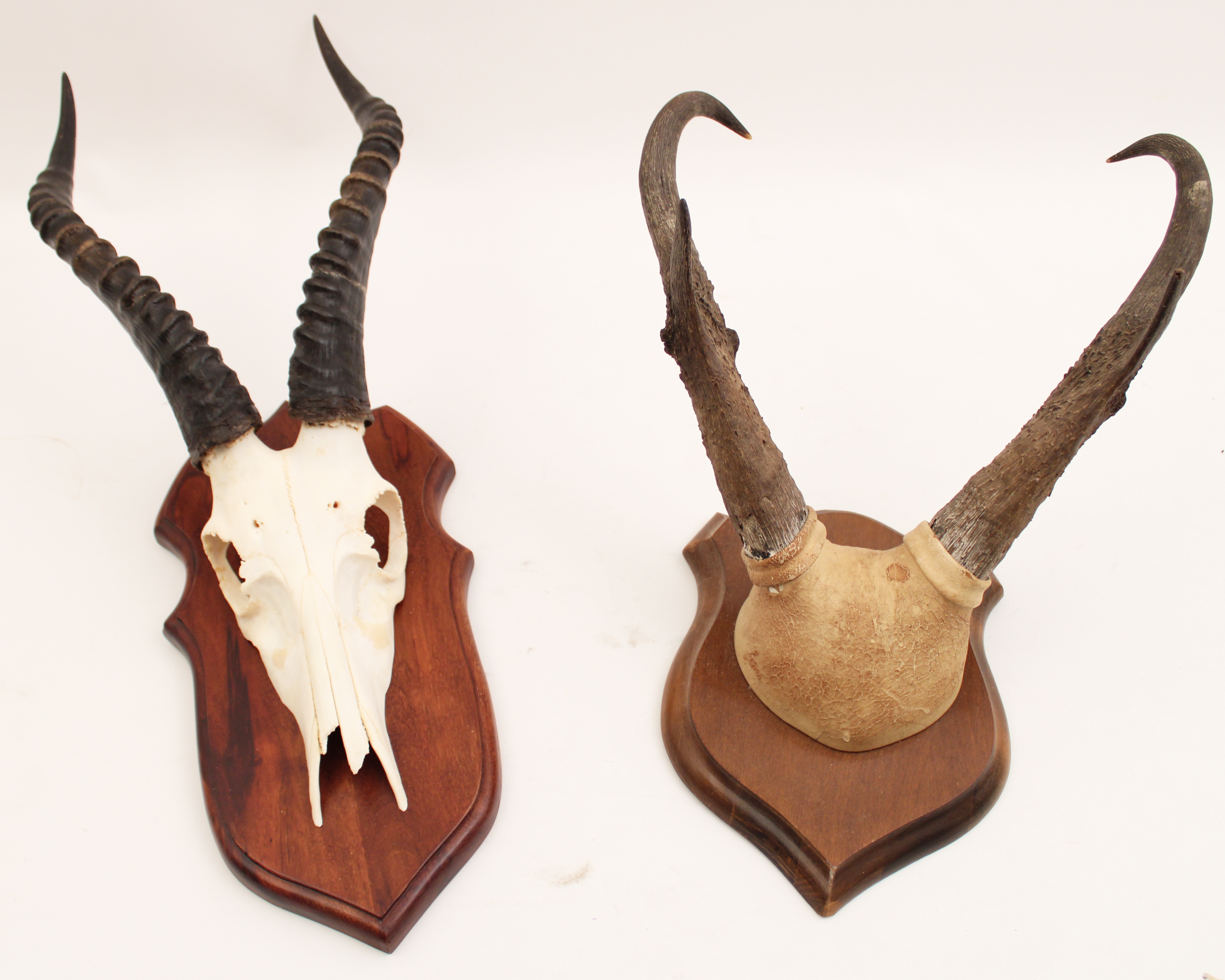LOT OF TWO AFRICAN SKULL MOUNTS