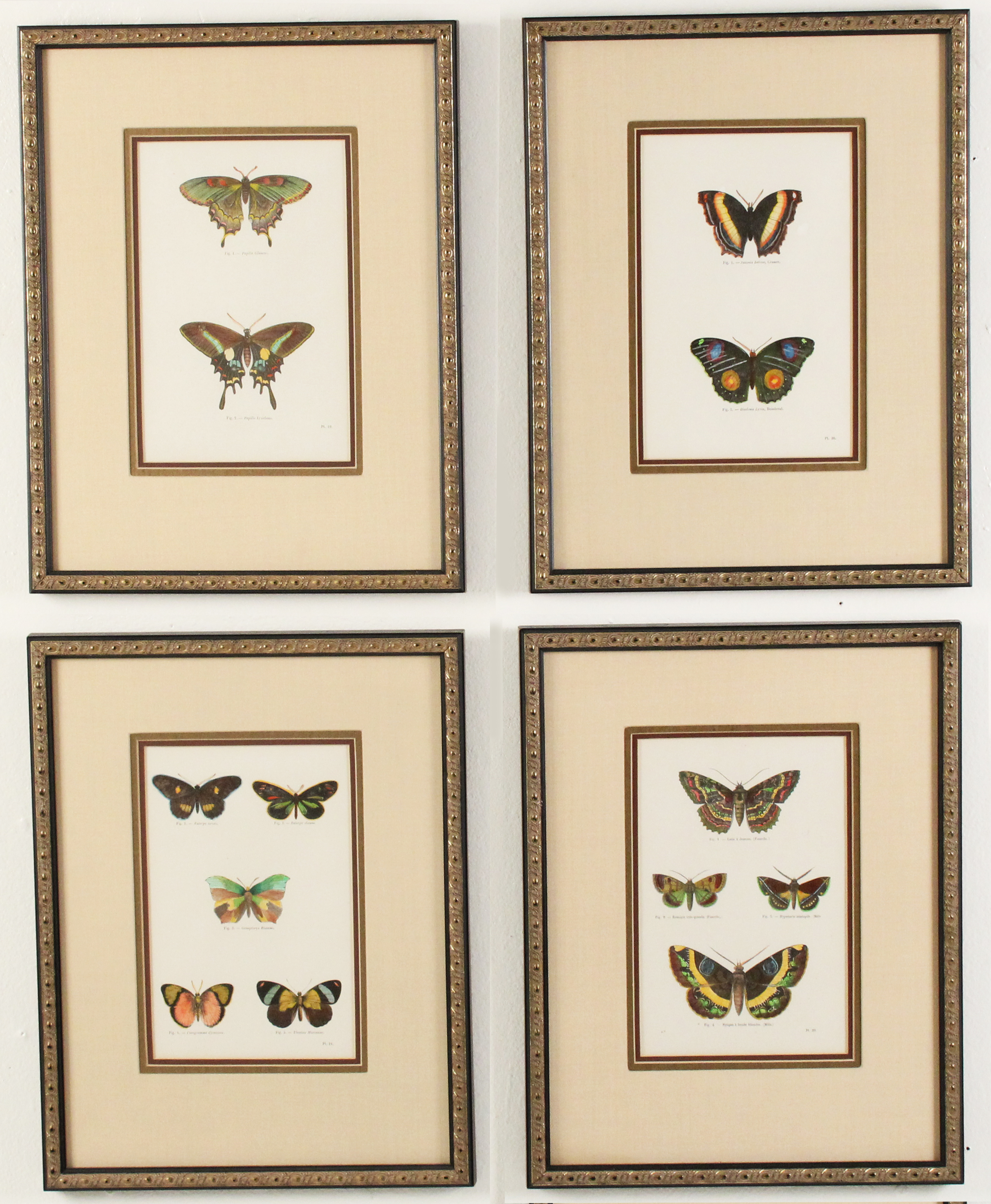 GROUP OF 4 HAND COLORED BUTTERFLY
