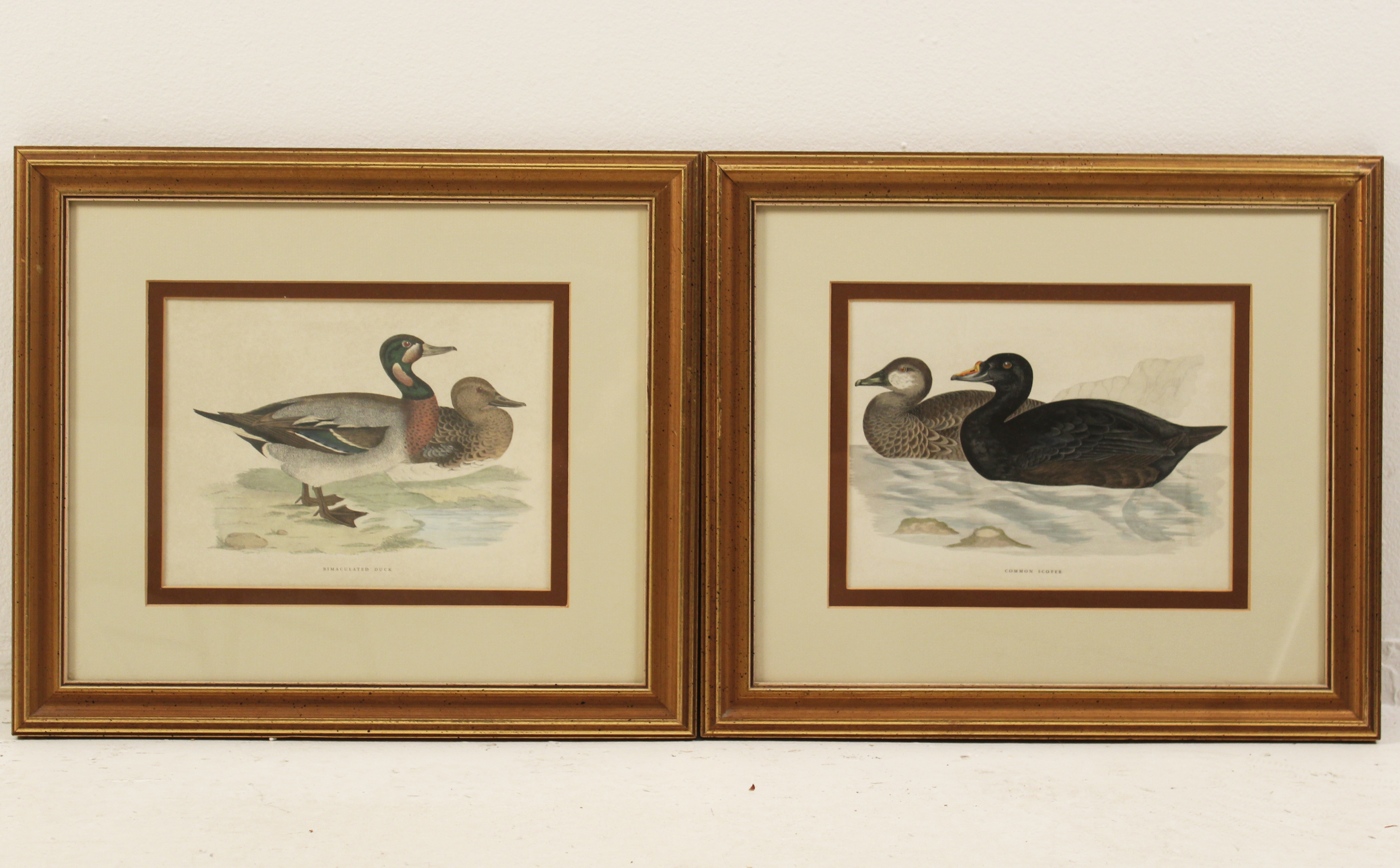 PAIR OF COLOR LITHOGRAPHS OF DUCKS PAIR