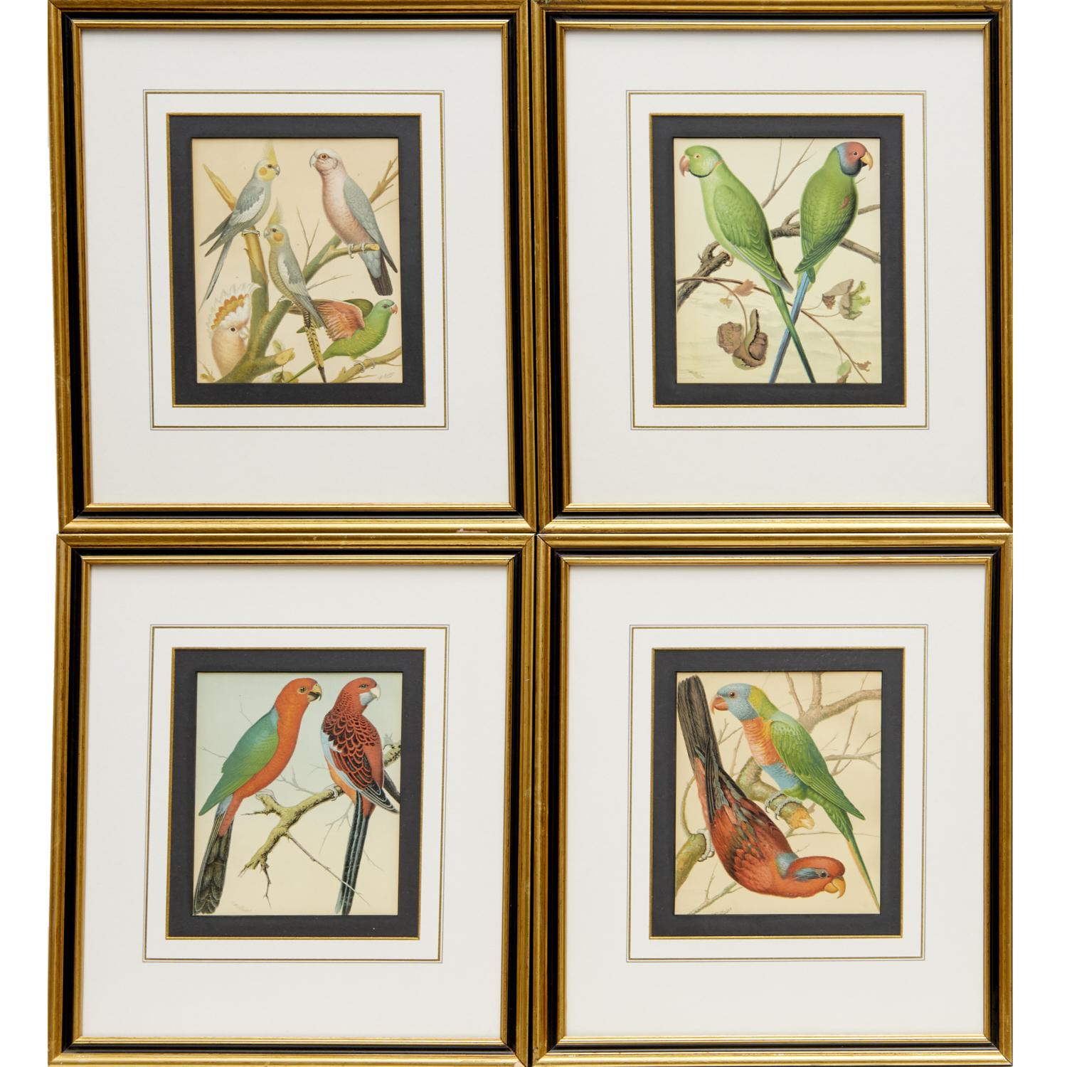 W. RUTLEDGE, (4) PARROT CHROMOLITHOGRAPHS