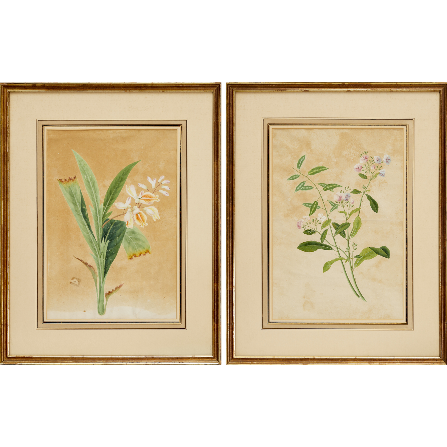 PAIR BOTANICAL WATERCOLOR PAINTINGS 36030e