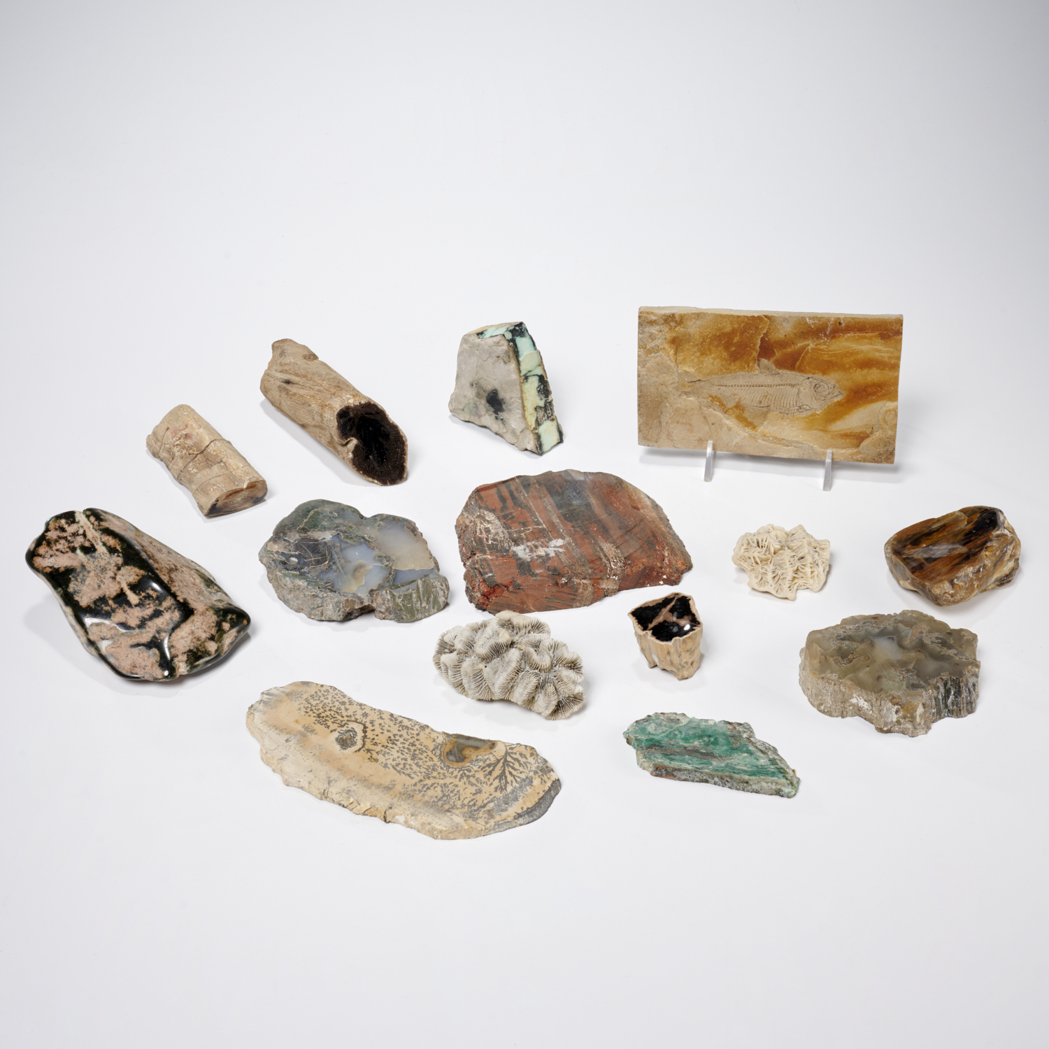 MINERAL FOSSIL AND CORAL COLLECTION 360376