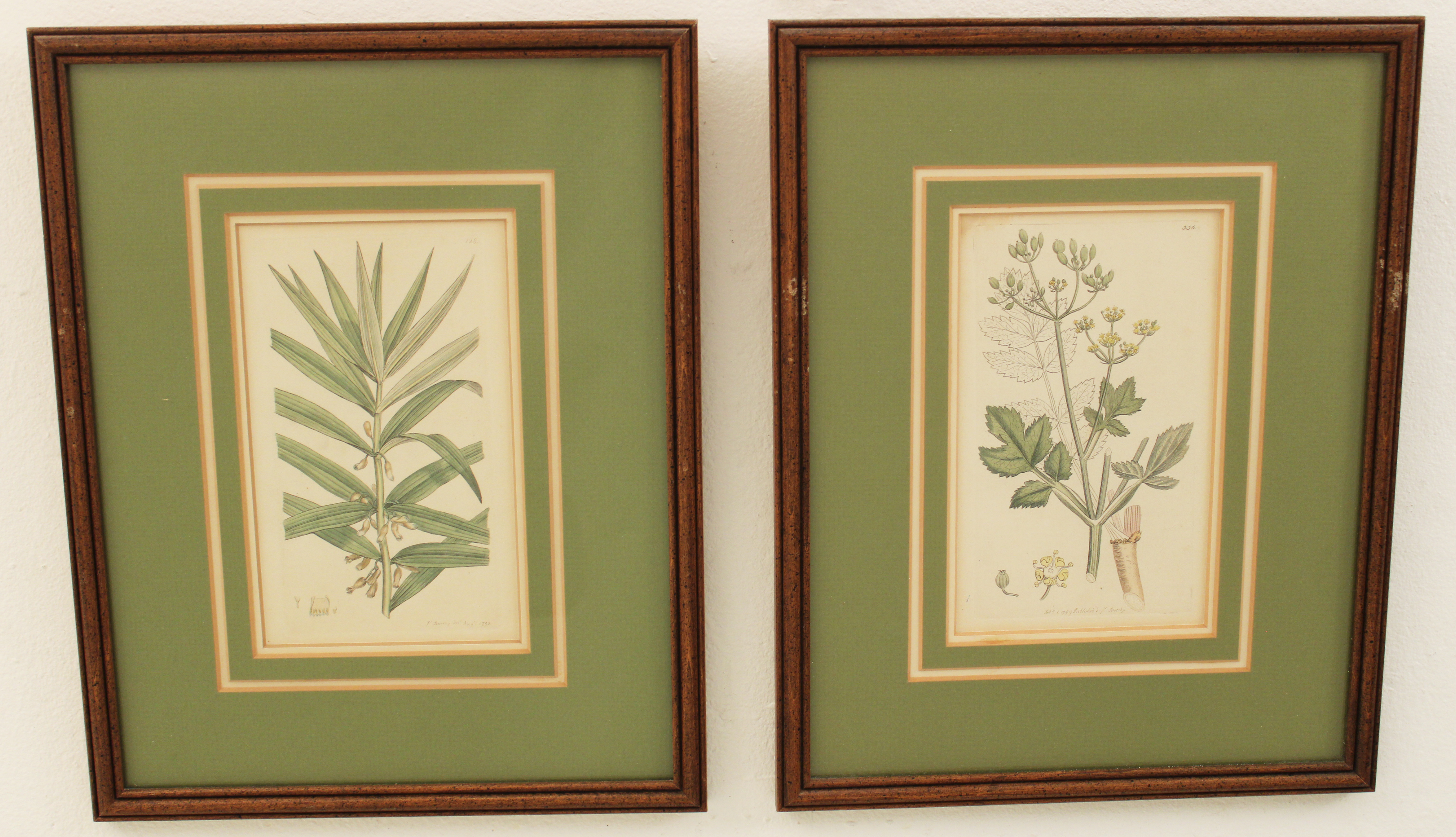 PR OF HANDCOLORED BOTANICAN ENGRAVINGS 35ec25