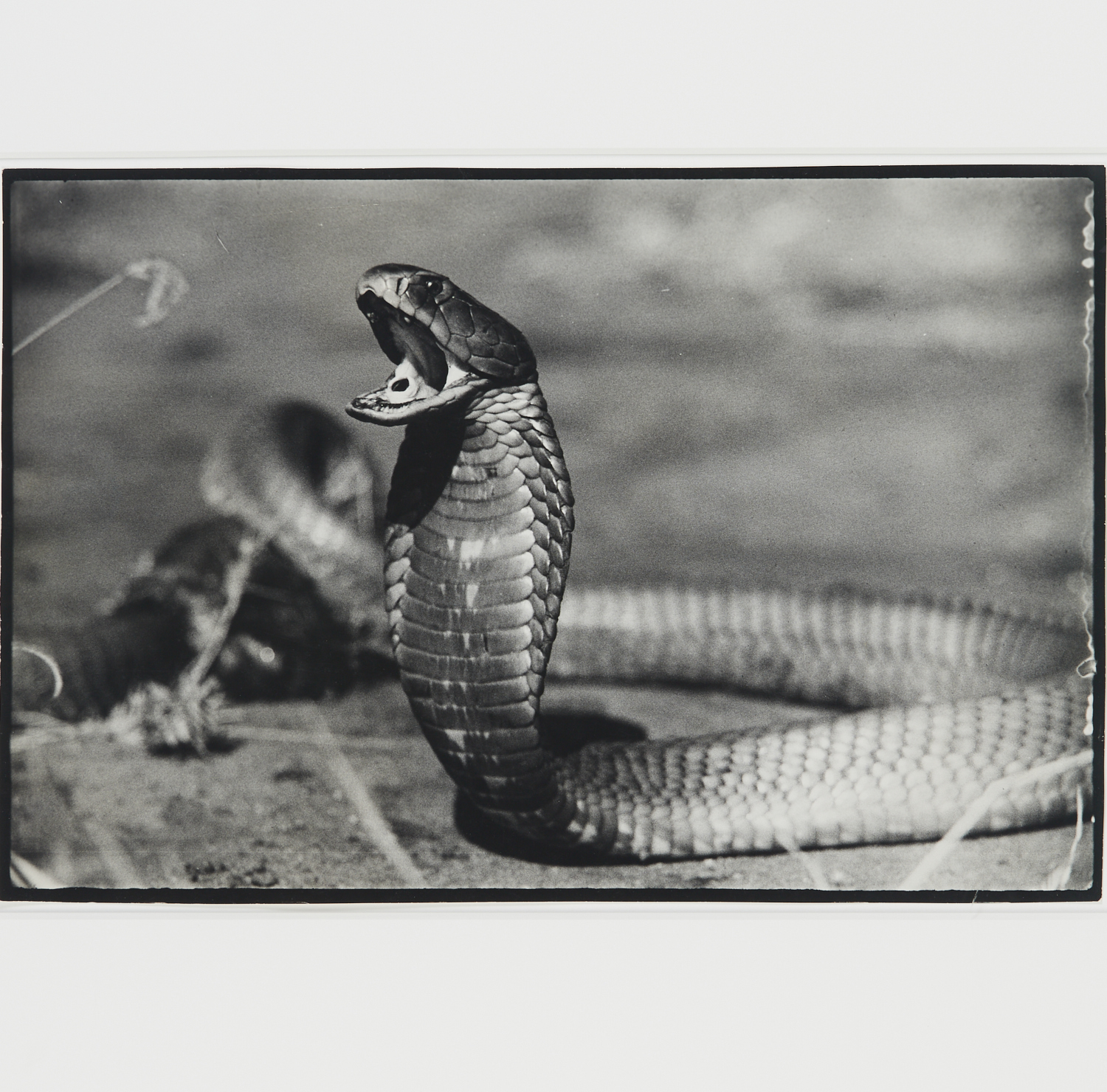 PETER BEARD PHOTOGRAPH ARTIST 361429